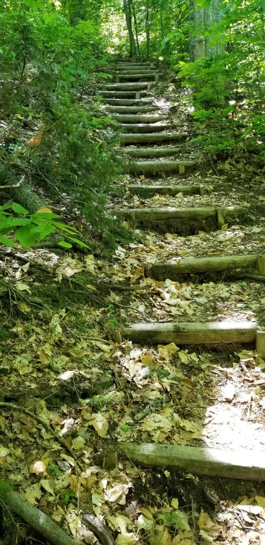 Wooden steps in the forest
