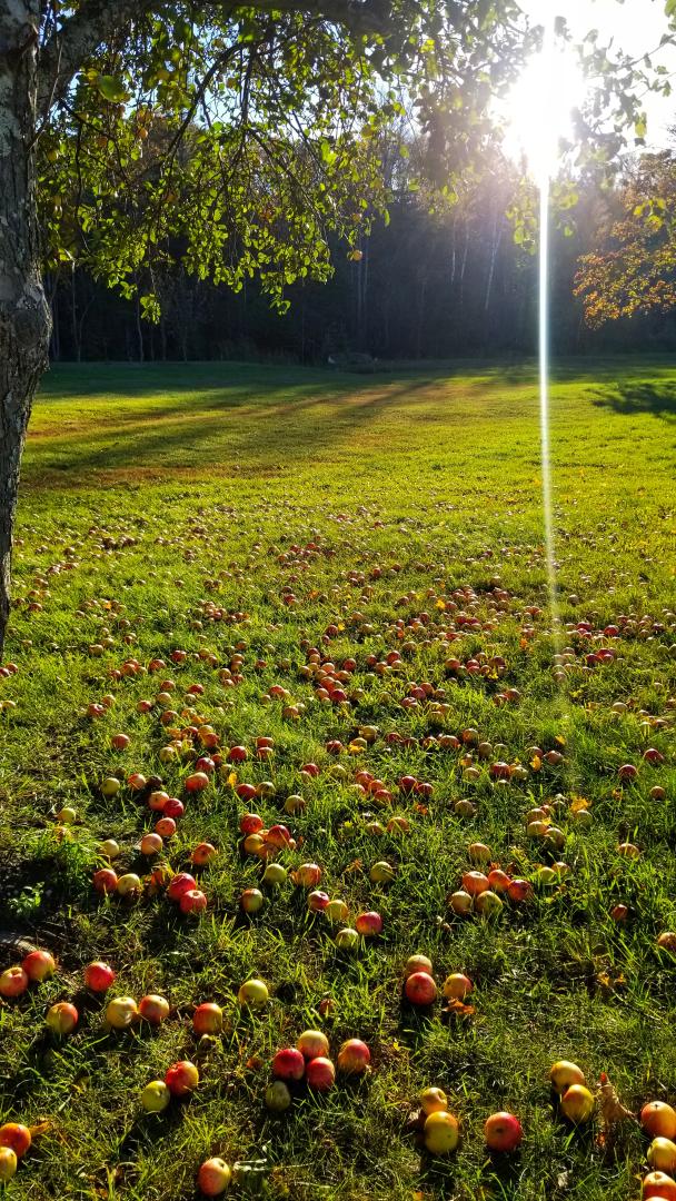 Fallen apples surrounding tree